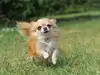 Man fell down 26 feet into glacier crack. But his pet Chihuahua's one move saved his life