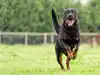 Rottweiler attack in Dehradun: Elderly woman critically injured, dog owner detained