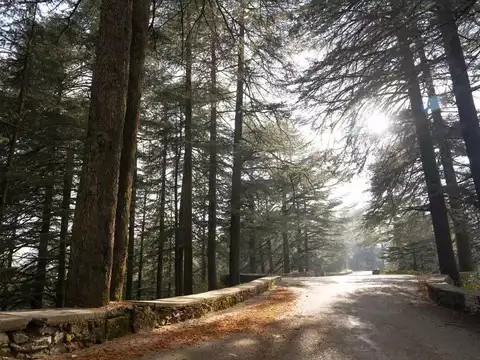 Chail &ndash; The quieter alternative to Shimla from Delhi