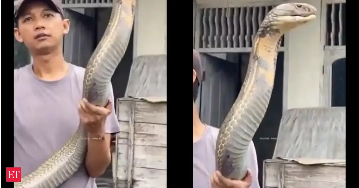 'Do you know real size of King Cobra and what to do when you see one?' Forest officer's viral video ignites debate