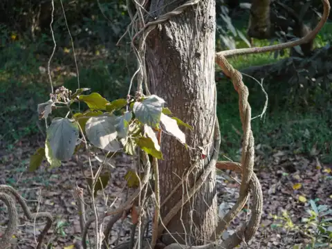 Guduchi (giloy) (the immunity booster & toxin remover)