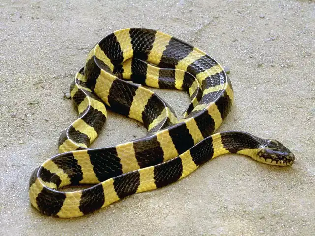 Indian Rock Python - These 6 snakes in India have the most eye-catching ...