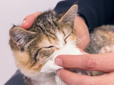 Persistent vomiting or diarrhea