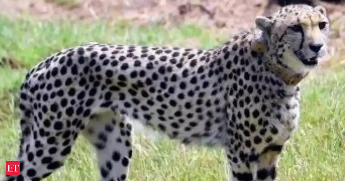 Female cheetah dies of injuries at Kuno