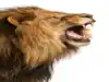 8 animals that could beat a lion in a one-on-one matchup