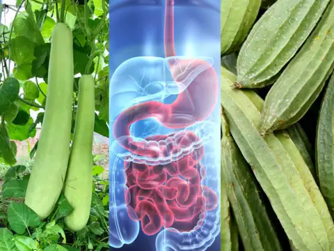 Digestive benefits 