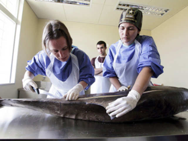 Taking biometric data from a dead Costero dolphin