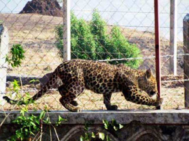 Leopard sighted in Satara
