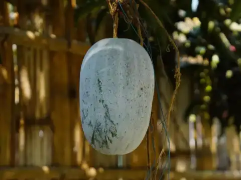 Why is ash gourd so good for you?
