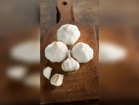 Garlic