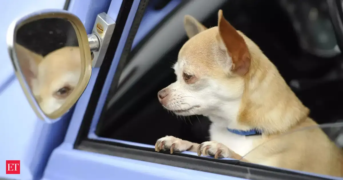Dogs watched humans be kind or cruel, and their reaction stunned researchers
