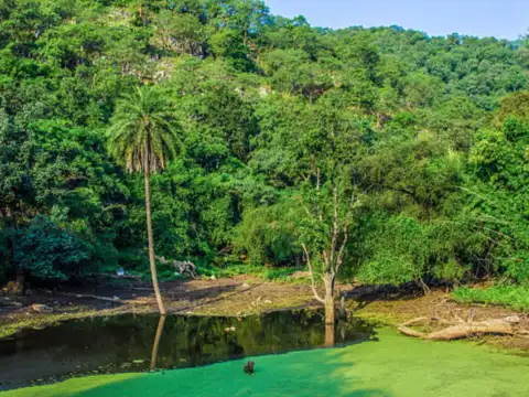 Sariska & Alwar