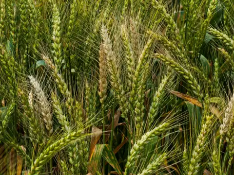 Barley: the ancient grain