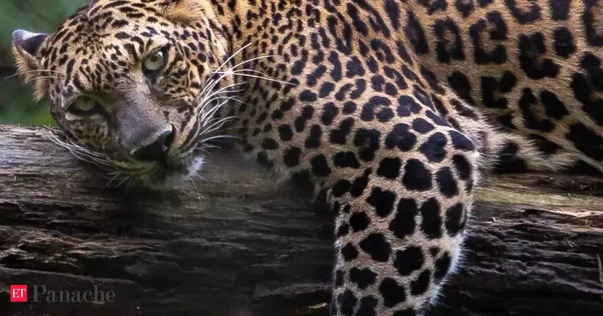 What's common between a leopard in a furnace and mammoth's leg? This unusual Art Zoo museum