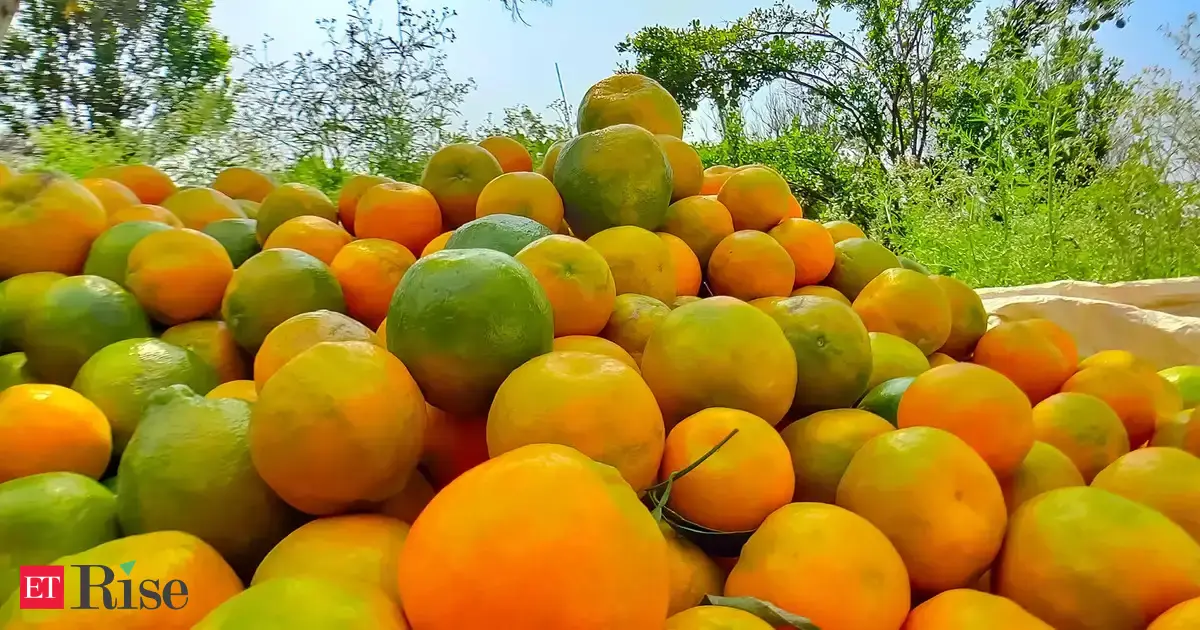 From peel to profit: How Nagpur can juice a fortune from its oranges