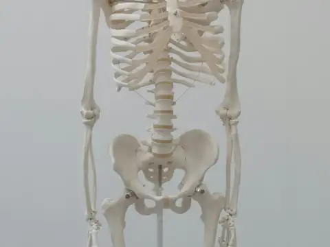 ​It shrunk our gut and changed how we eat