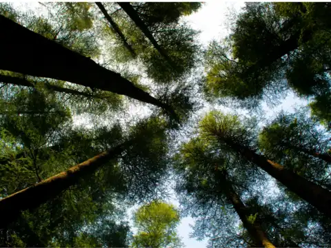 Kasauli, Himachal Pradesh- Peaceful Pine Retreat