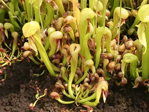 Cobra Lily