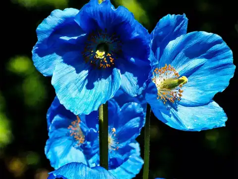 Himalayan Blue Poppy