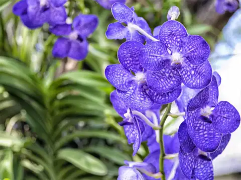 Blue Vanda