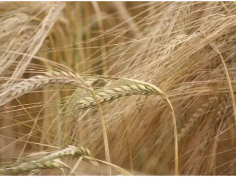 Whole Grains