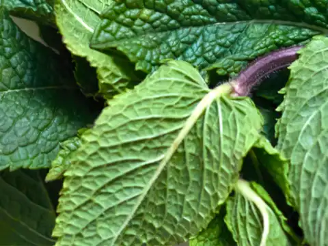 Peppermint