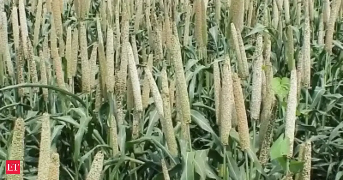 Kharif crops sowing this season may exceed last year's level: ICRA