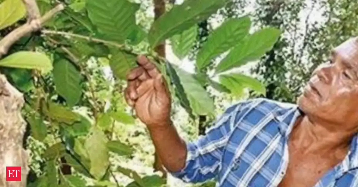 New EU rule may stir up trouble for Araku coffee exports