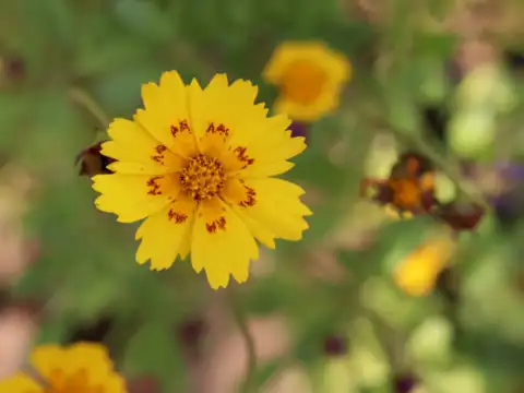 Coreopsis