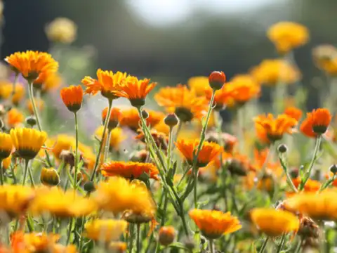 Calendula (Pot Marigold)
