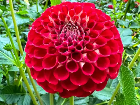 Dahlias