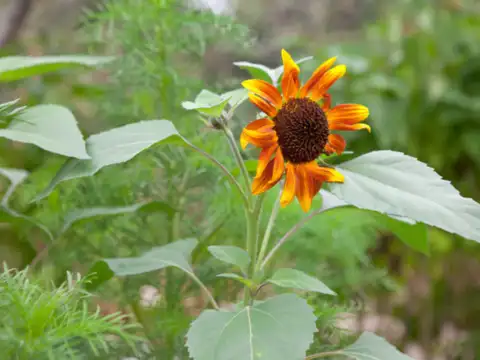 Sunflowers 