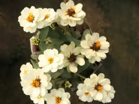 Japanese anemone