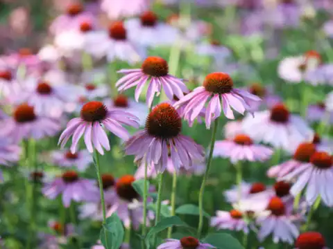 Coneflowers 