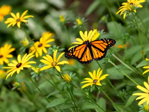 Rudbeckia