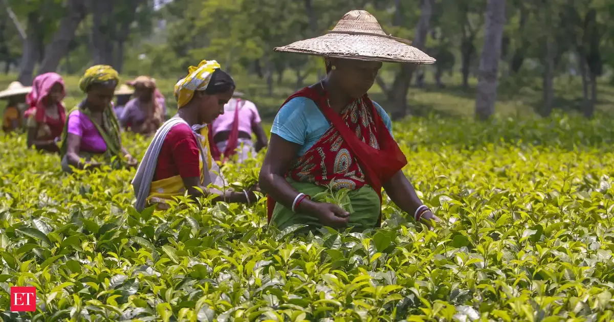 India's tea production dips 9 pc to 133.5 million kg in June