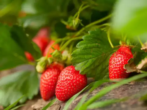 Strawberries