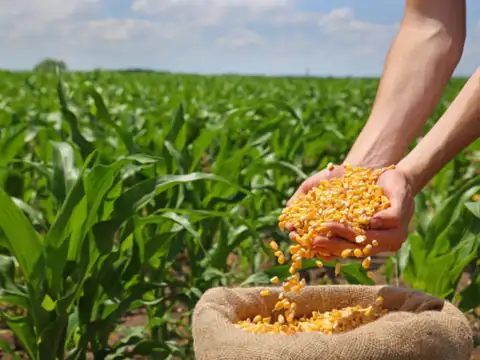Corn