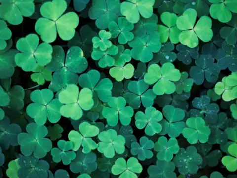 Clover