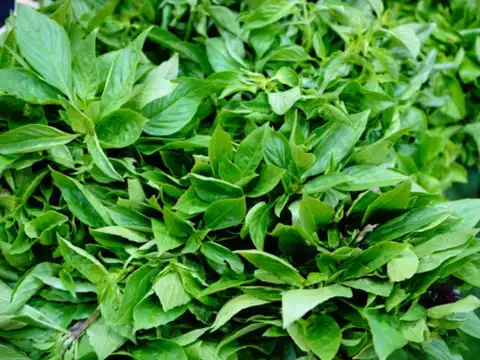 Basil