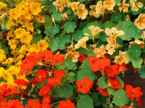 Nasturtiums