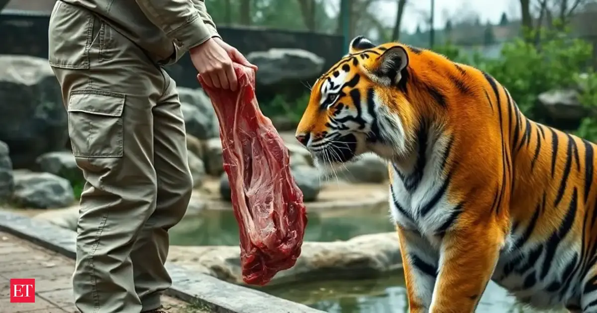 Denmark zoo sparks outrage for asking public to donate pets, and even horses for feeding tigers and lions