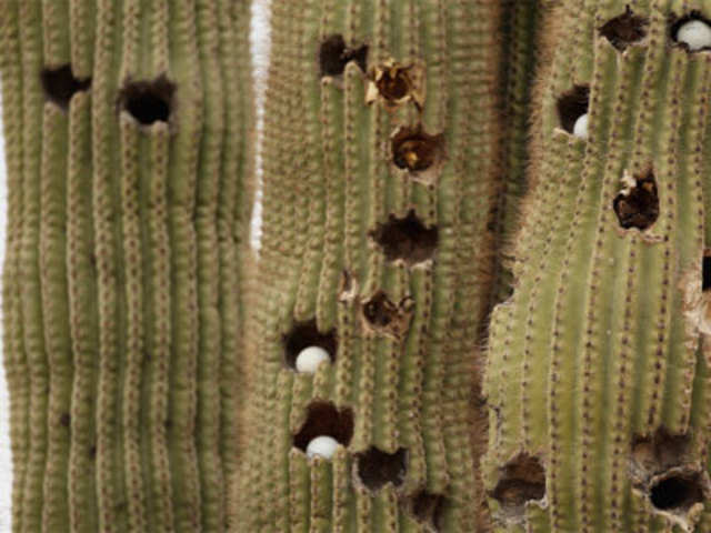 Golf balls in cactus