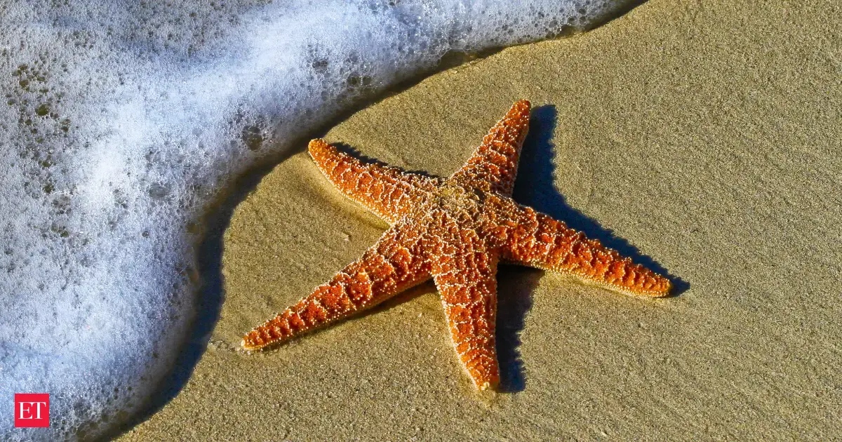 5 Billion Sea Stars Are Dying: Scientists Finally Uncover the Shocking Cause!