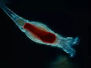 general general This creature hasn’t mated in 80 million years, and it just gave birth after thawing out - scientists stunned