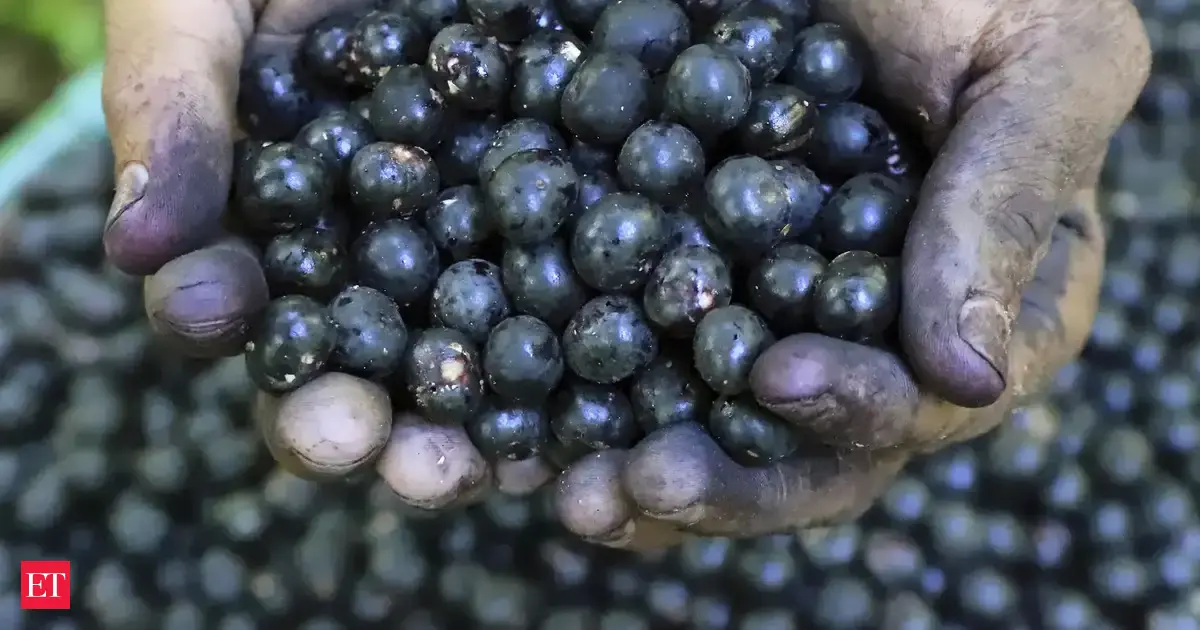 Why Trump's tariffs could be disaster for Brazil's acai industry, American consumers