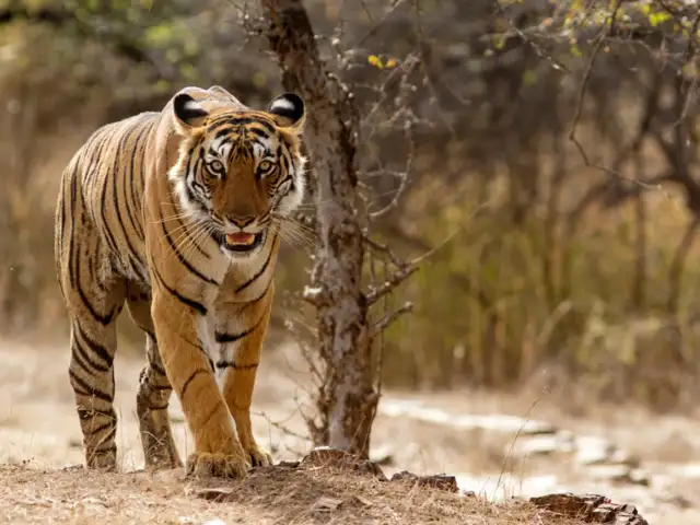 9 most visited national parks in India - Ranthambore National Park ...