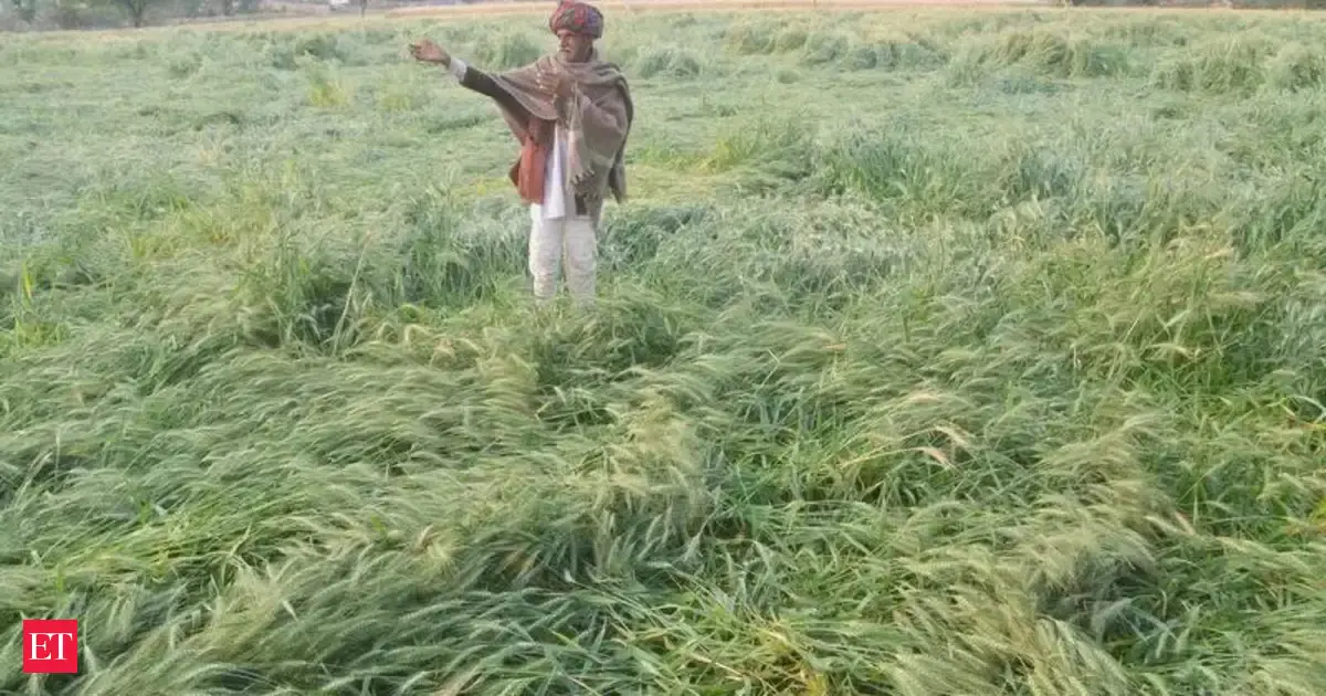 Shivraj Singh Chouhan to transfer crop insurance claims worth Rs 3,200 cr to 30 lakh farmers on Monday