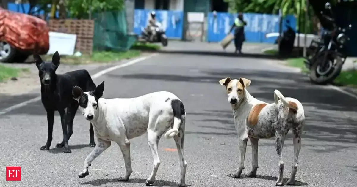 No more strays on streets: Supreme Court directs Delhi NCR authorities ...