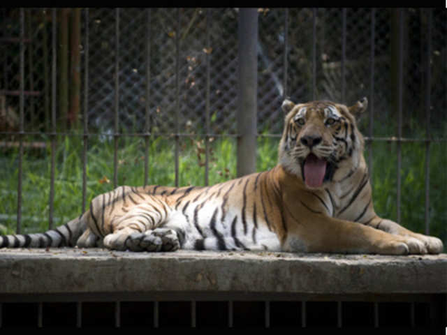 Bengal tiger in its cage